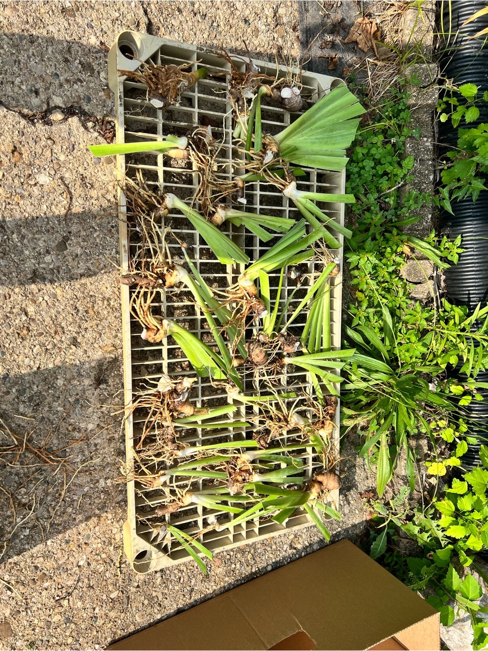 10 Purple Bearded Iris large healthy Rhizomes - Picture 4 of 4